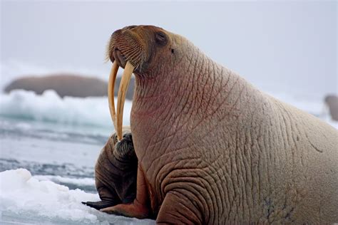 Walrus | The Most Fascinating Animal In The World | The Wildlife