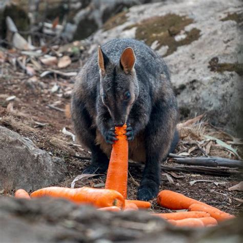 Planes Drop Over 4,000 Pounds Of Food For Starving Animals