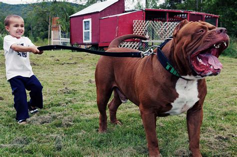 Meet Hulk, The 175-Pound Pit Bull That Babysits A Toddler