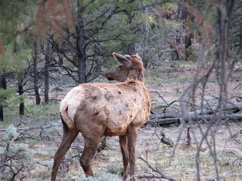 We're Here Now: Grand Canyon Wildlife