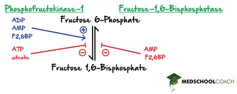 Regulation of Glycolysis and Gluconeogenesis – MCAT Biochem ...