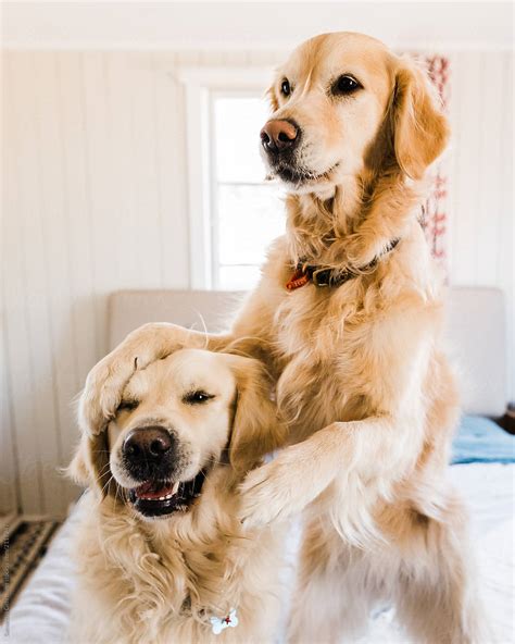 «Golden Retriever Dog Hugging Another Dog» del colaborador de Stocksy ...