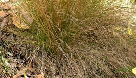 Grey Tussock Grass | Grasslands