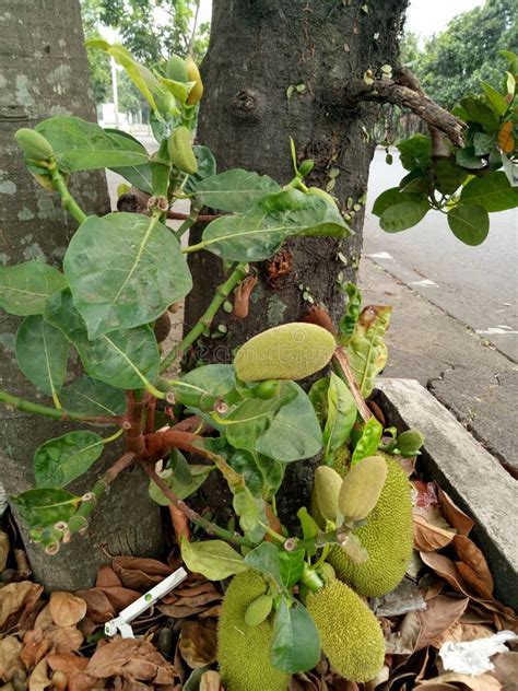 Jackfruit stock photo. Image of leaf, fruit, jackfruit - 100479932