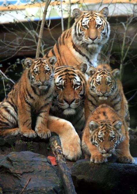 Tiger family | Animals beautiful, Animals wild, Wild cats