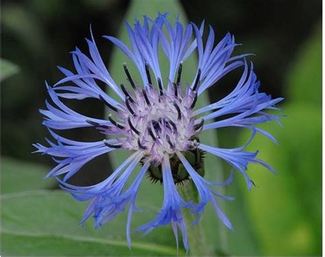 blue perennial cornflower.jpg