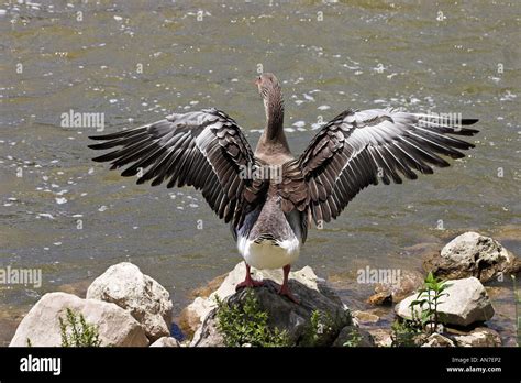 Toulouse domestic goose hi-res stock photography and images - Alamy