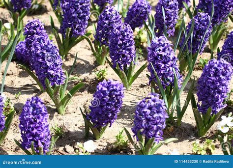 Hyacinth. Field of Colorful Spring Flowers Hyacinth on Sunlight. Floral ...