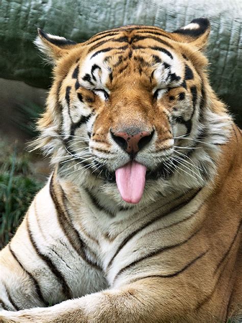 175 Of The Most Adorable Animal Mlems” Ever” | Bored Panda