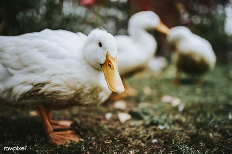 Ducks at a farm | free image by rawpixel.com / Karolina / Kaboompics (มีรูปภาพ)