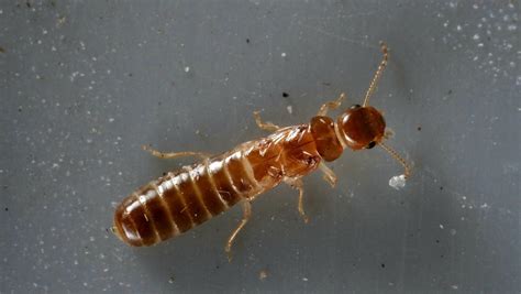 Termite swarm season Florida: Drywood, Formosan spread rapidly Treasure ...