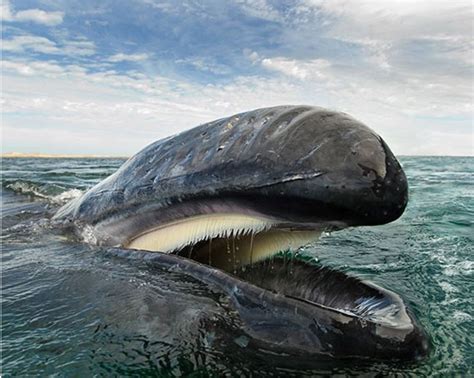 🔥 Baleen Whale showing its baleen, which is a filter feeding system ...