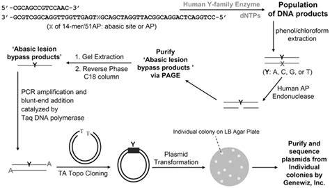 Scheme 1. Short oligonucleotide sequencing assay. | Download Scientific Diagram