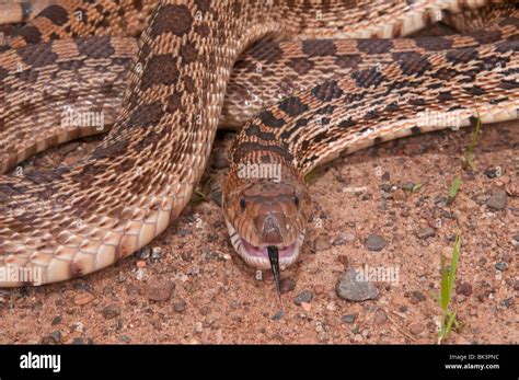 Western bull snake hi-res stock photography and images - Alamy