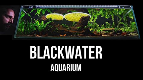 BLACKWATER AQUARIUM | Step by step LOW TECH shallow tank setup | EP1 - YouTube