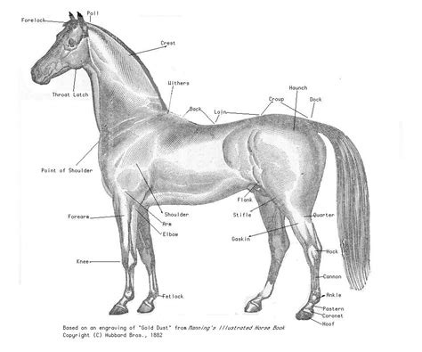 File:Dessin cheval grand.jpg - Wikipedia