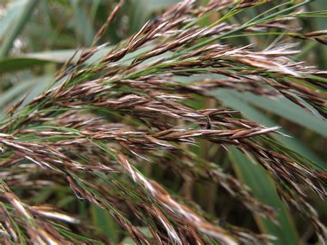 Common Reed (Phragmites australis) | Macro showing the seeds… | Flickr