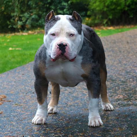 Morpheus from Monster Bully Kennels - Tri Merle XL American Bully : r ...