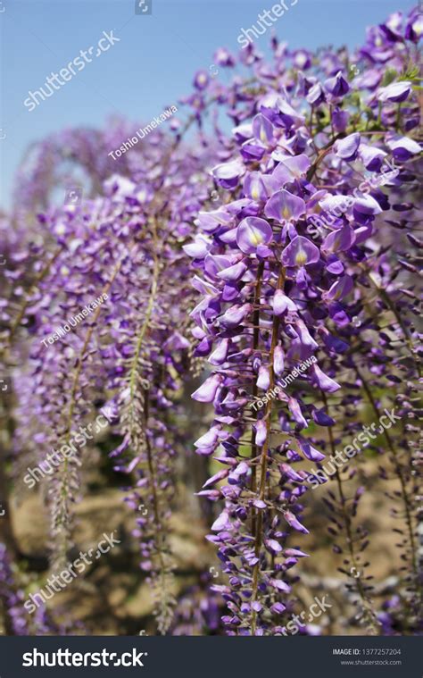 Wisteria Blooms Japan Stock Photo 1377257204 | Shutterstock