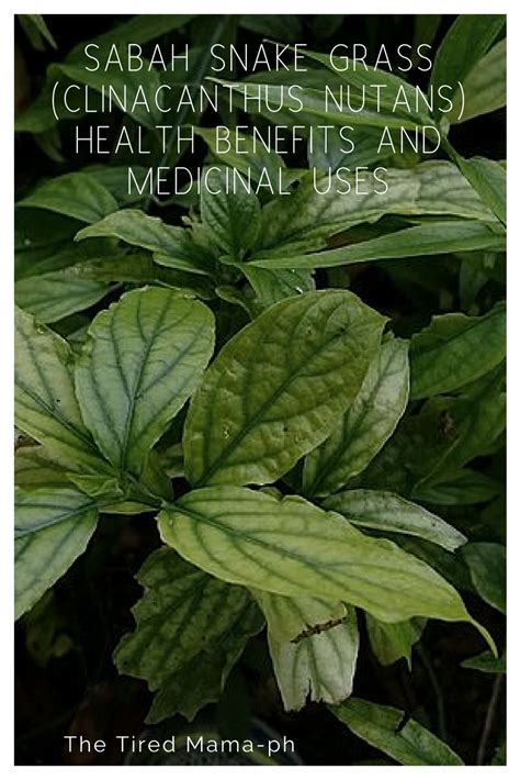 Sabah Snake Grass (Clinacanthus nutans) Health Benefits and Medicinal Uses