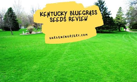 Kentucky Bluegrass Seeds Review | GARDENS NURSERY