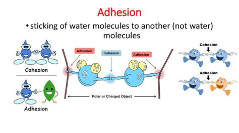 Adhesion And Cohesion