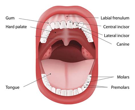 What Does A Lip Tumor Look Like | Sitelip.org