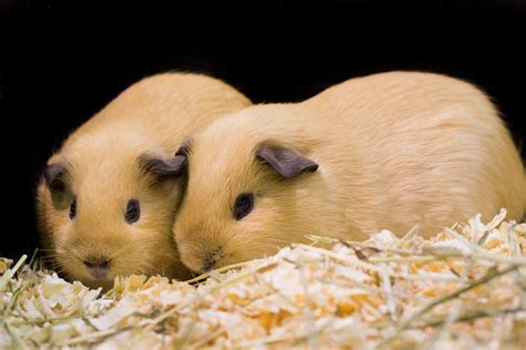 Guinea Pig Bedding [Best Choices for Health & Comfort ] | Pet Comments