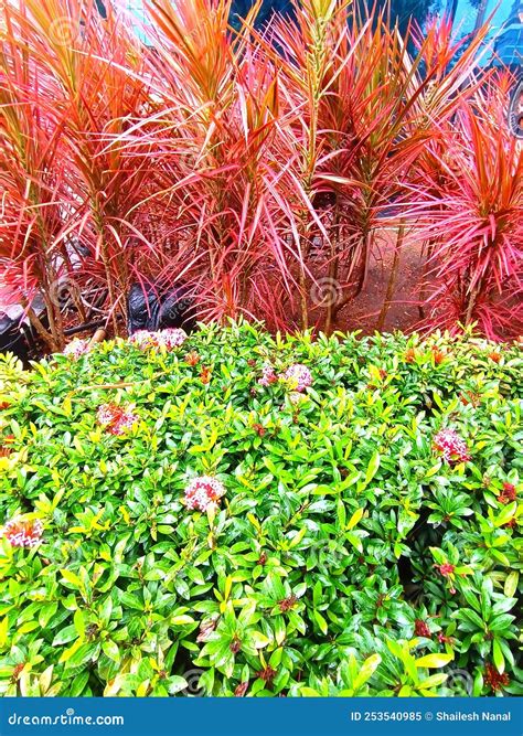 Dracaena Marginata & Golden Duranta Hedge Plant Stock Image - Image of ...