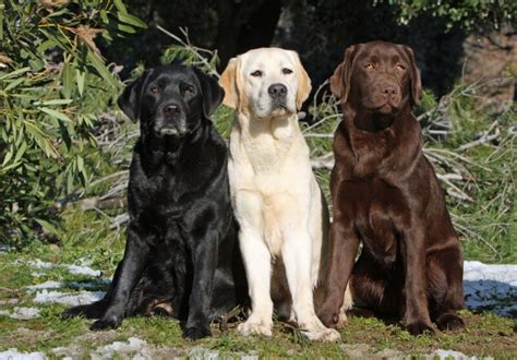 Chó Labrador Retriever: Đặc điểm, tính cách và kỹ thuật nuôi