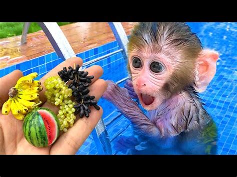 Baby monkey bon bon playing at the pool with puppy and duckling in the garden – Artofit