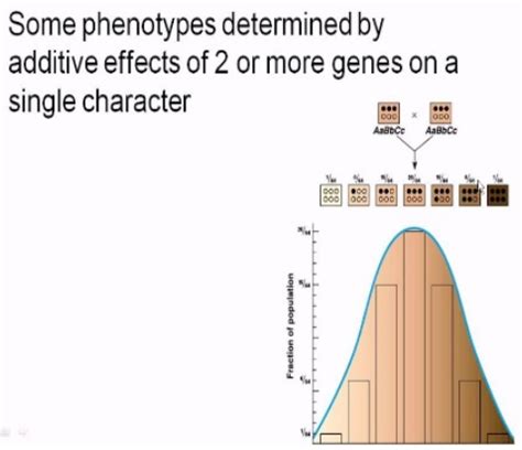 Elementary Idea of Polygenic Inheritance - W3schools