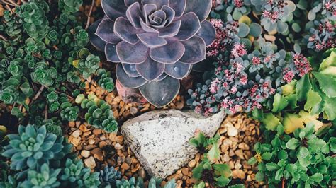 Succulent Wallpapers - Wallpaper Cave