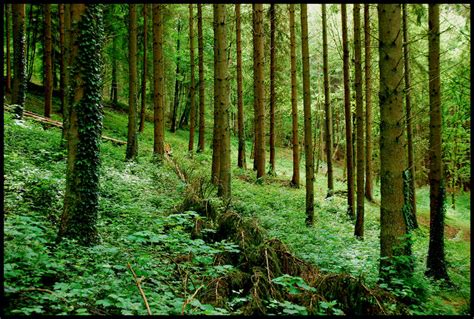 In the Ardennes forests by jchanders on DeviantArt