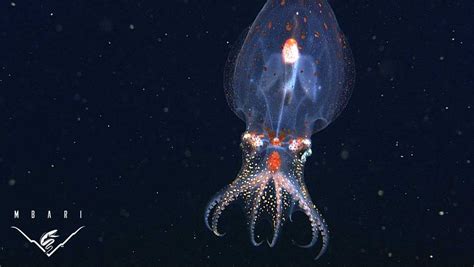 PHOTOS: Bizarre and beautiful deep sea creatures recorded by MBARI