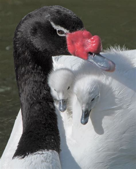 Black necked swan carrying two fluffy cygnets. The black-necked swan ...