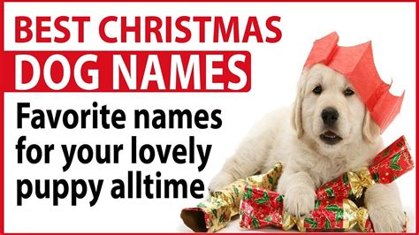 Best Christmas Dog Names Favorite names for your lovely puppy alltime - YouTube