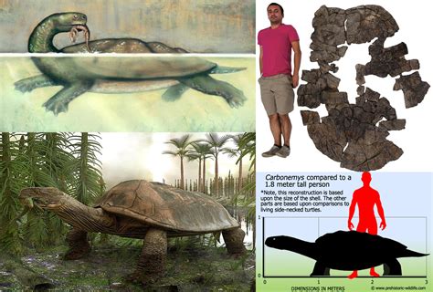 The ancient turtle Carbonemys cofrinii was as large as a small car! Its name translates to "Coal ...