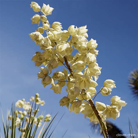 Tropical desert plant on Behance