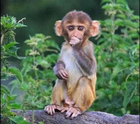 Baby Rhesus Macaques ♥ | Cute monkey, Animals, Primates