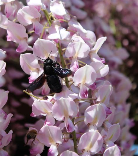 Free Images : blossom, flower, petal, botany, flora, invertebrate, wildflower, xylocopa, lilac ...