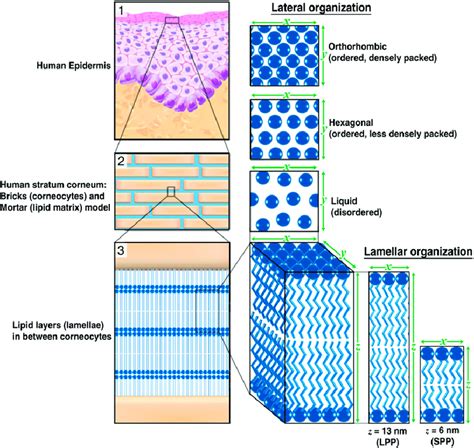 Lamellar and lateral organization in human stratum corneum. (1) The ...