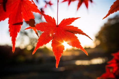 Maple Leaf Wallpapers - Top Free Maple Leaf Backgrounds - WallpaperAccess