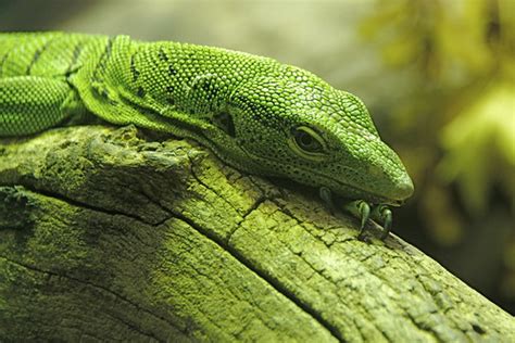 Emerald Tree Monitor - Varanus prasinus | A small to medium-… | Flickr