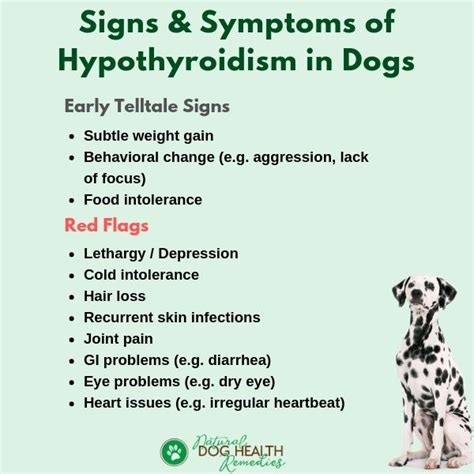 hypothyroidism in dogs symptoms pictures – thyroid problems in dogs – Genertore2