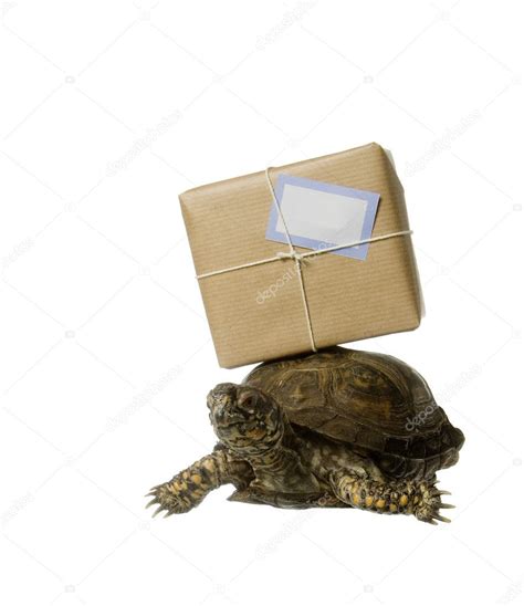 Delivery Turtle — Stock Photo © gemenacom #8990972