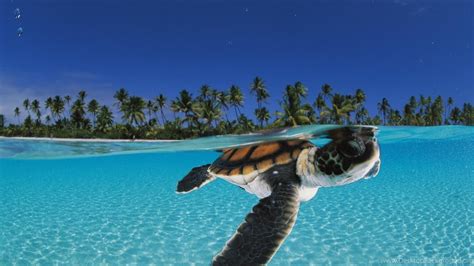 Baby Sea Turtles Swimming Desktop Background