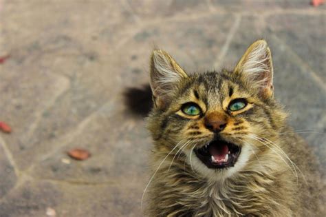 Free Stock Photo of Angry meowing Kitten looking at camera | Download ...