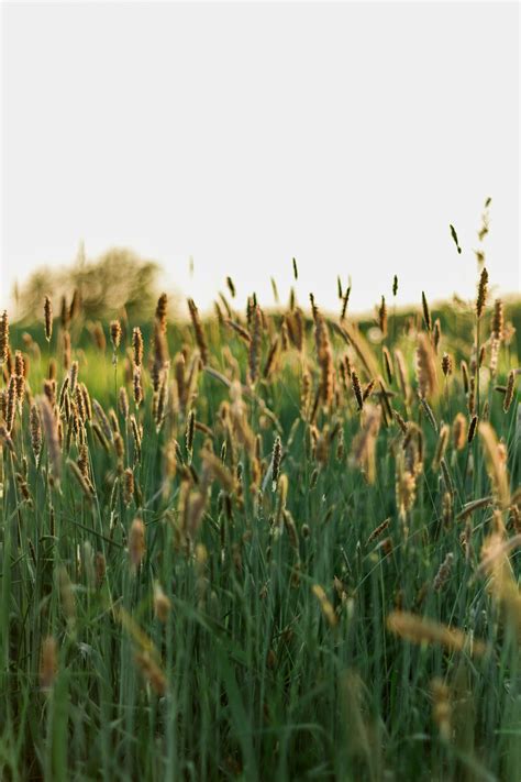 Oat Field Pictures | Download Free Images on Unsplash