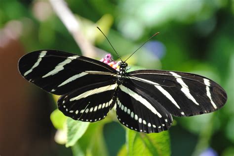 Florida Fall Butterflies » Focusing on Wildlife